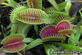 Дионея мухоловная (Dionaea muscipula)