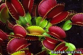 Дионея мухоловная (Dionaea muscipula)